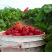 Strawberry Harvest 2011