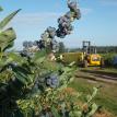 Blueberry Harvest 2011